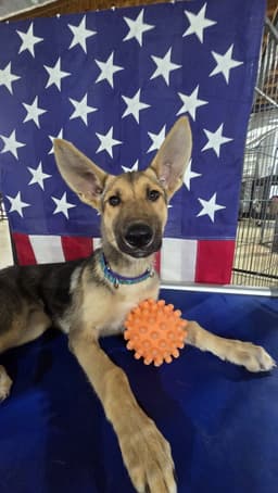 Hermione image 1