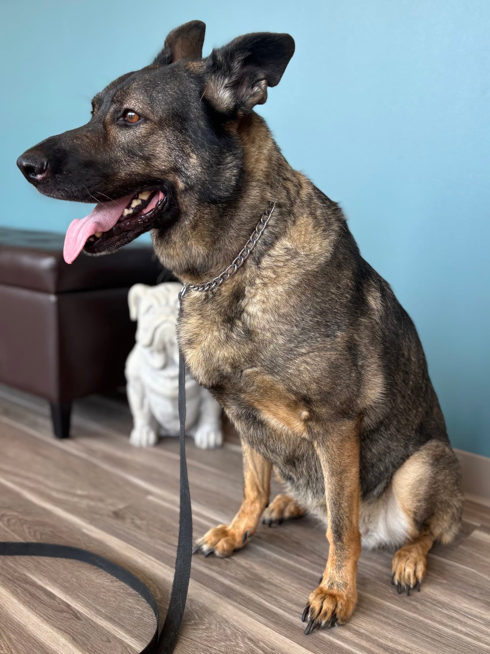 Sadie - German Shepherd Dog