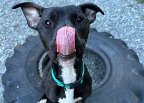 Margot - Pit Bull Terrier
