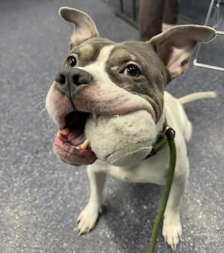 Mobby - Pit Bull Terrier