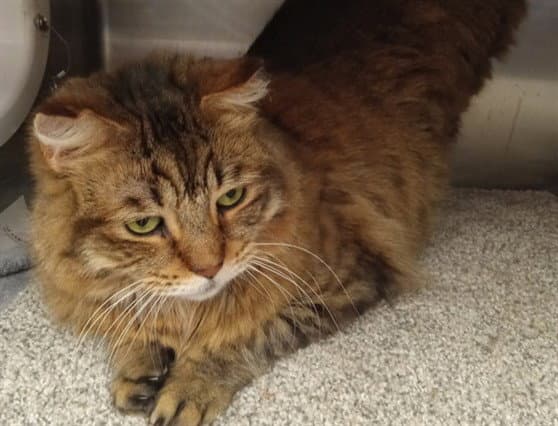 Tye - Domestic Medium Hair