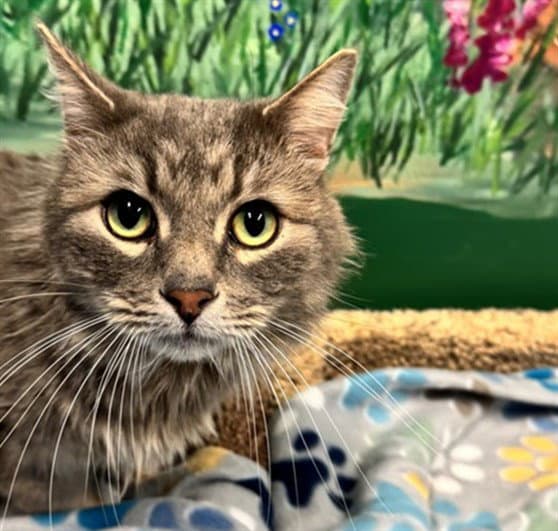 Hamlet - Domestic Medium Hair
