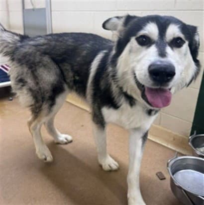 Raider - Alaskan Malamute