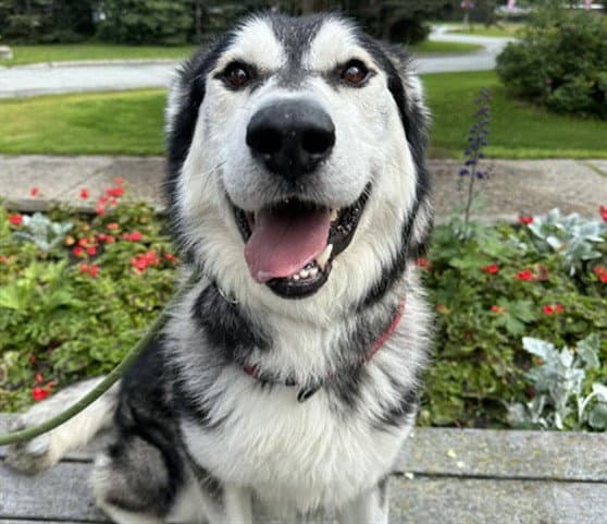 Raider - Alaskan Malamute