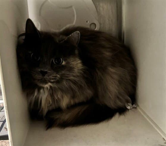 Gina - Domestic Long Hair