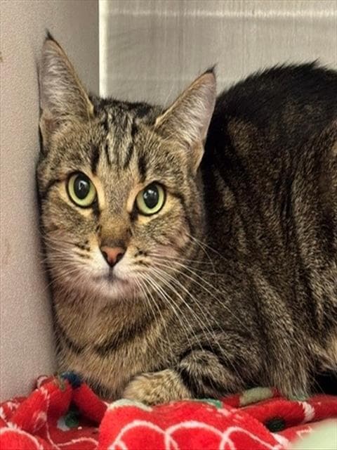 Bunko - Domestic Short Hair