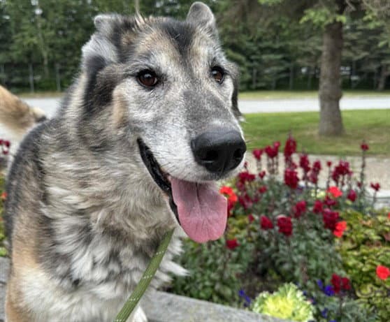 Lobo - Husky