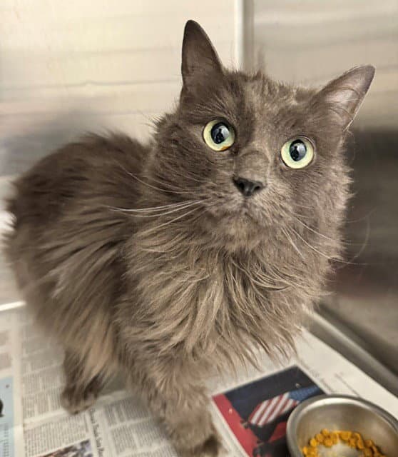 Gemma - Domestic Long Hair