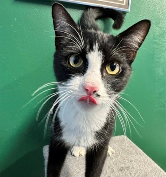 Smudge - Domestic Short Hair