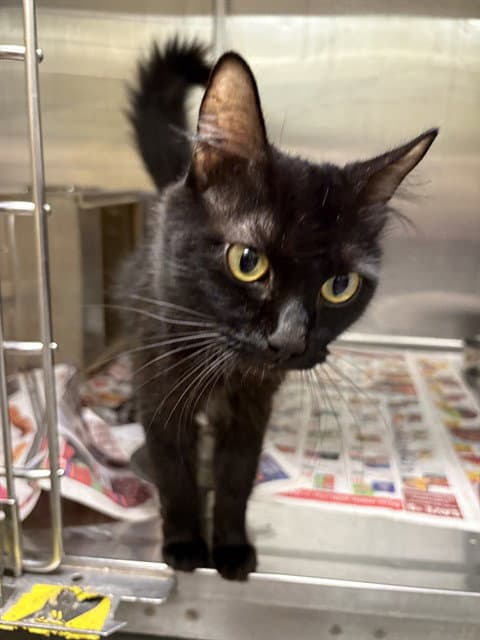 Lupine - Domestic Medium Hair