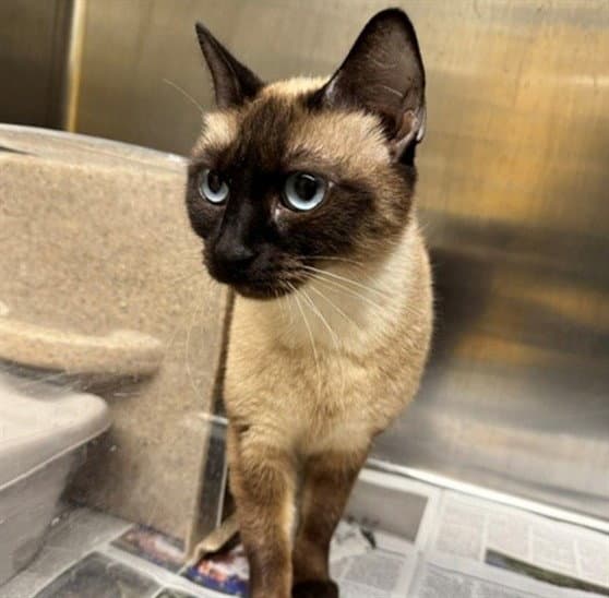Poppy - Domestic Short Hair