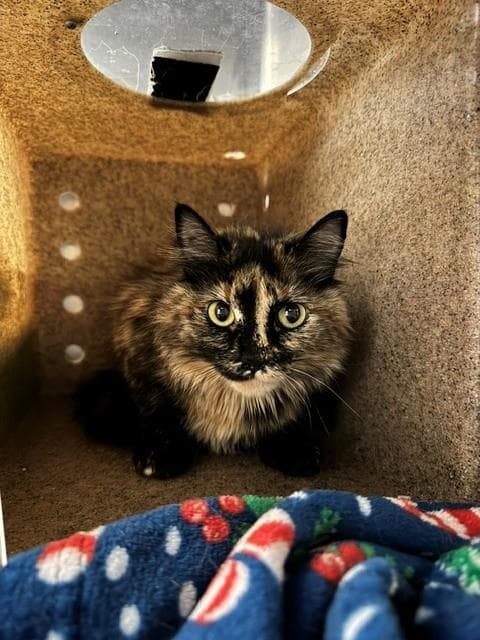 Lily - Domestic Medium Hair