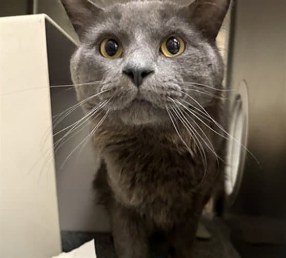 Fern - Domestic Long Hair