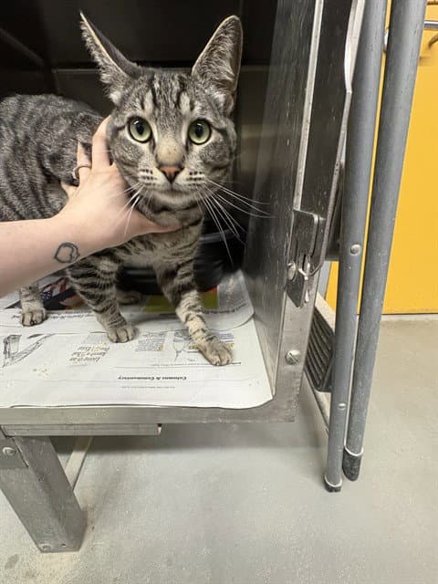 Xavier - Domestic Short Hair