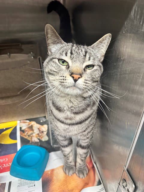 Xavier - Domestic Short Hair