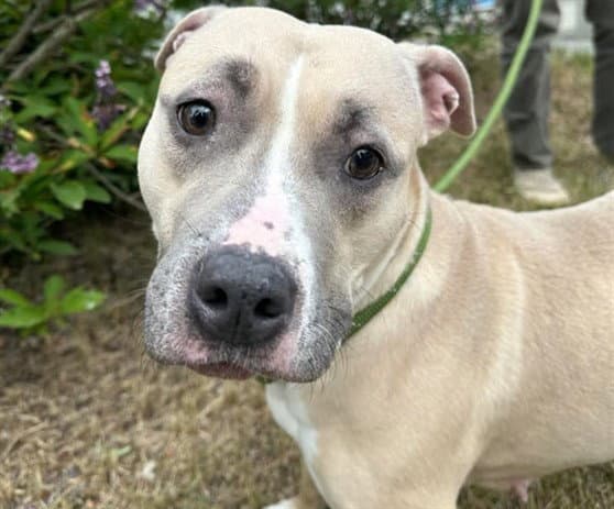 Diana - Pit Bull Terrier