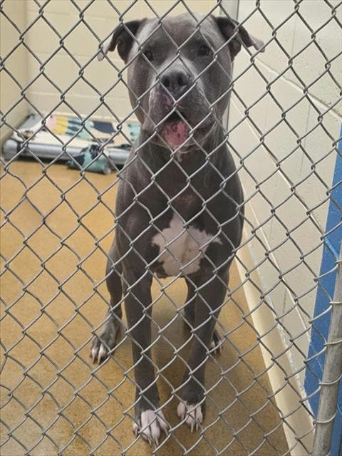 Teddy - Pit Bull Terrier