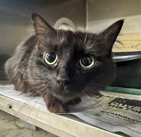 Bunny - Domestic Medium Hair