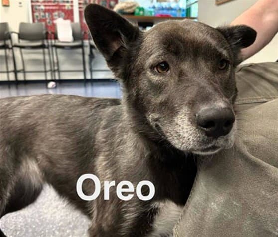 Oreo - Akita