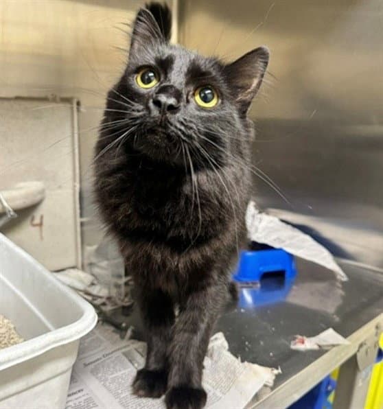 Lou - Domestic Medium Hair