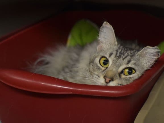 Puzzle - Domestic Medium Hair