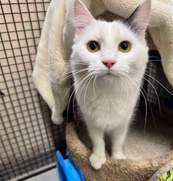 Milan - Domestic Medium Hair