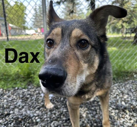 Dax - Husky