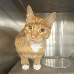 Ben image 1