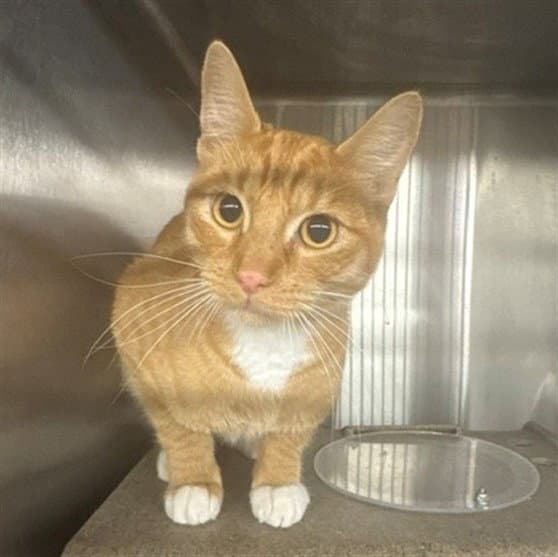 Ben - Domestic Short Hair