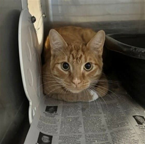 Jerry - Domestic Short Hair