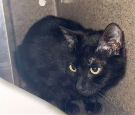 Bat Girl - Domestic Short Hair