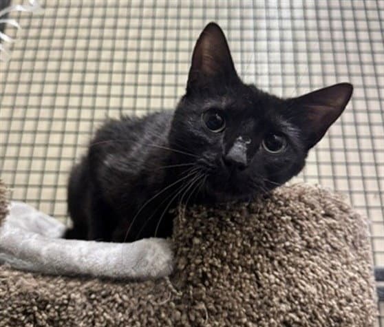 Bat Girl - Domestic Short Hair