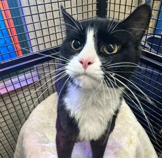 Cookie - Domestic Short Hair