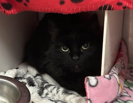 Harriet - Domestic Long Hair