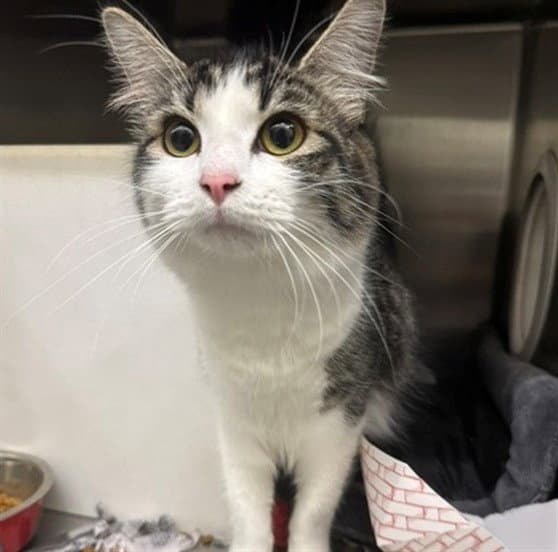 Cora - Domestic Long Hair