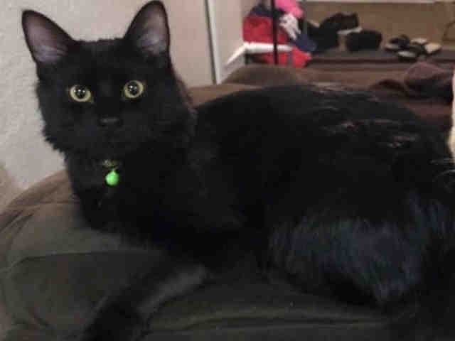Trunks - Domestic Medium Hair