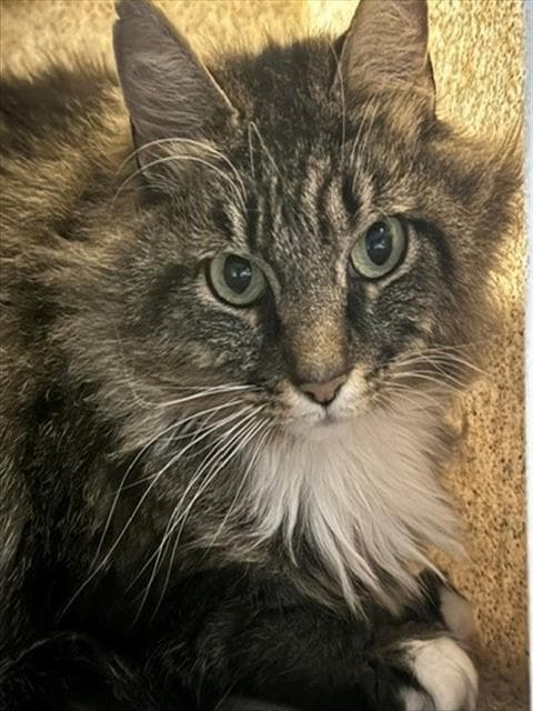 Millie - Domestic Long Hair