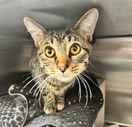 Petrichor - Domestic Short Hair