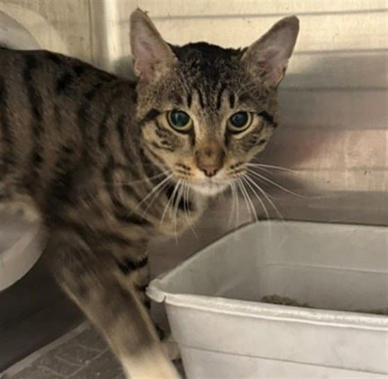Seymour - Domestic Short Hair