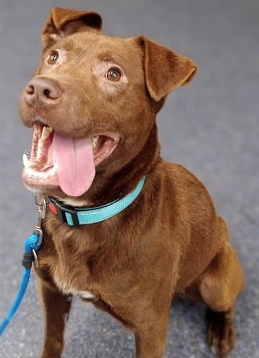 Pongo - Labrador Retriever
