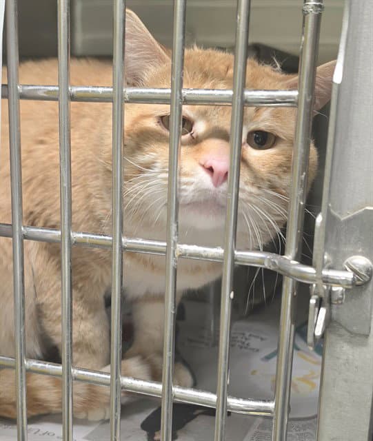 Simba - Domestic Short Hair