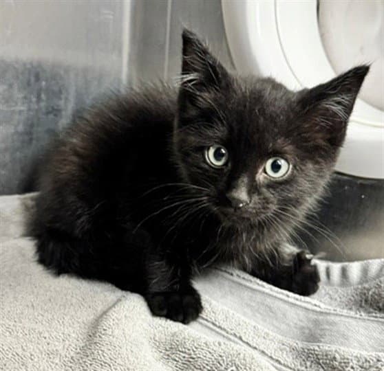 Jeremy - Domestic Short Hair