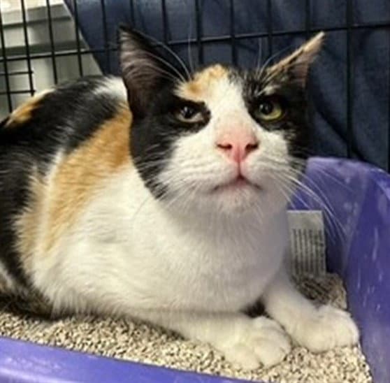 Florence - Domestic Short Hair
