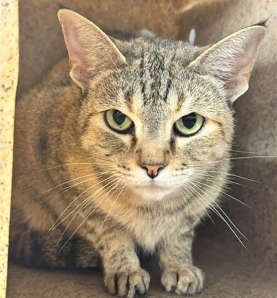 Coral - Domestic Short Hair