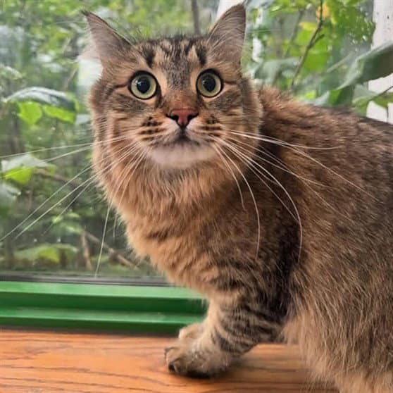 Totoro - Domestic Long Hair