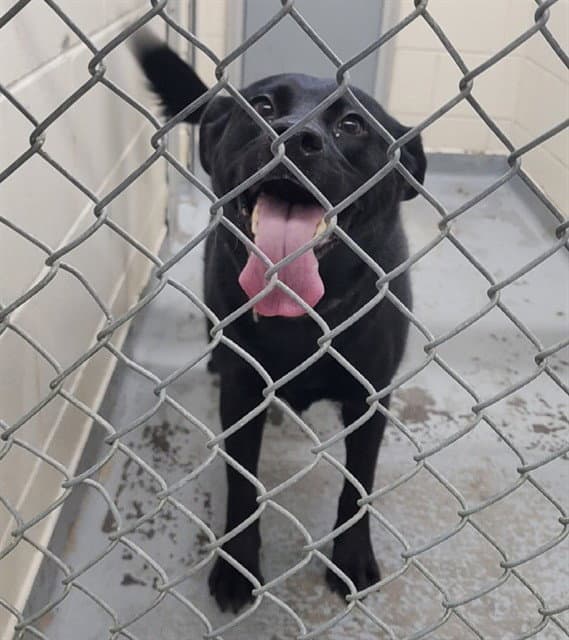 Twilight - Labrador Retriever