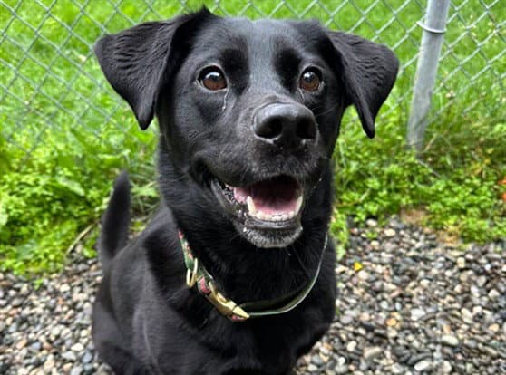Twilight - Labrador Retriever