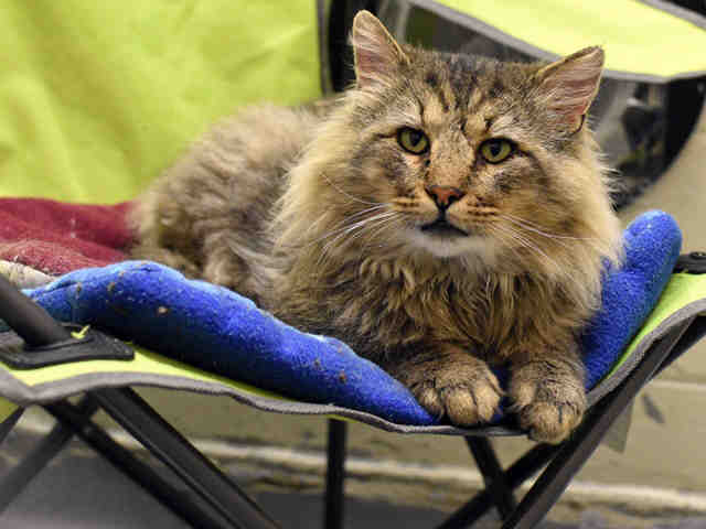 Pork Chop - Domestic Long Hair