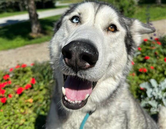 Tobby - Alaskan Malamute