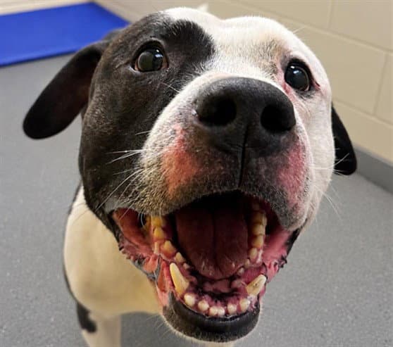 Beso - Pit Bull Terrier